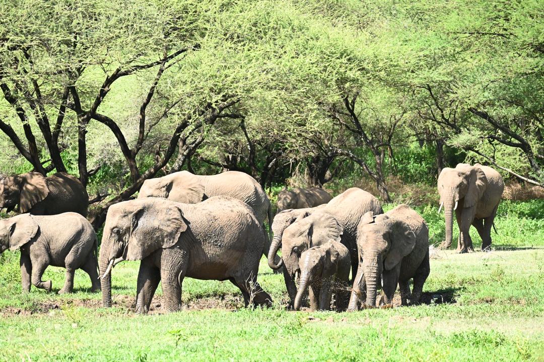 5-Day Fly-In Tanzania Safari